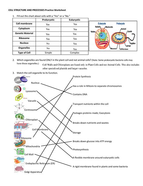 Eukaryotic Cell Structure Worksheet