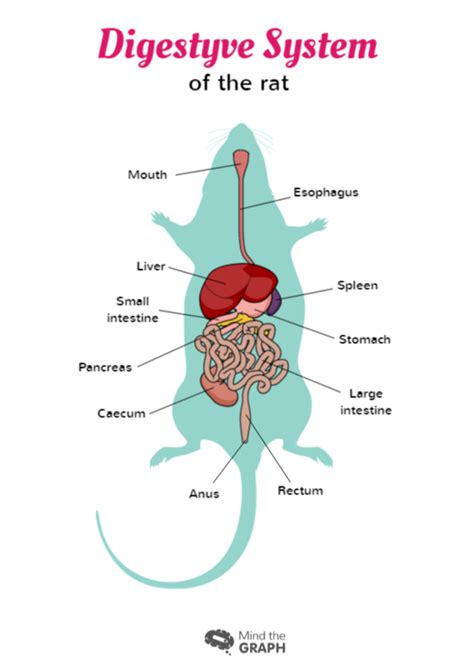 Digestive System of the rat | Mind the Graph