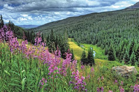 Rocky Mountain Spring Flowers Rocky Mountain Wildflower Mix T Bag