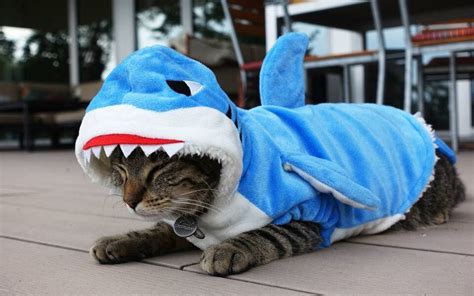 Cat Wearing Shark Costume Trajes Para Mascotas Trajes De Gato