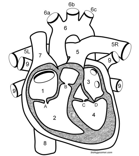 This is the currently selected nerve cells in giant squids can reach up to 12m 39 ft in length, while human eggs (the largest recycling and security. Learn the Anatomy of the Heart | Heart anatomy