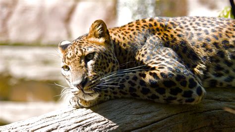 Leopard HQ Wallpapers | HD Wallpapers | ID #8617