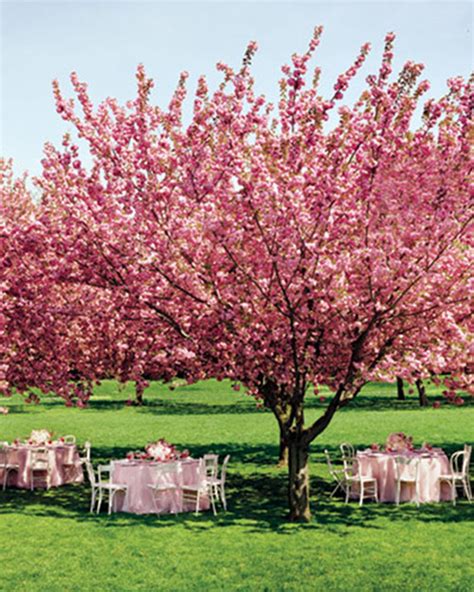 Blossoming Trees For Weddings B Lovely Events