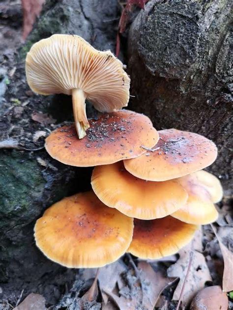 Meeting Mushrooms In The Wild 12 Nz Species The Uc Science Blog