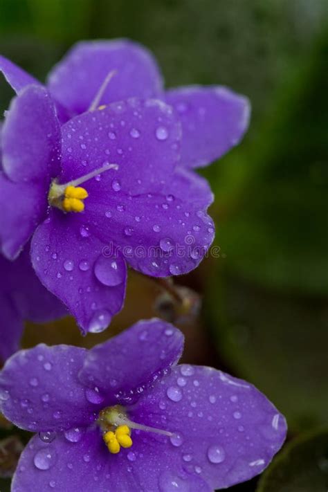 Purple African Violets Flowers Stock Image Image Of Purple African