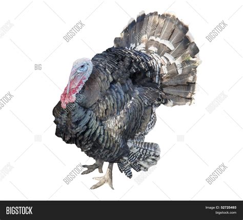 turkey isolated on image and photo free trial bigstock