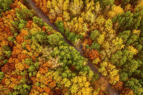 Autumn Forest From Above Stock Photo Image Of Foliage 216860336
