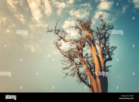 Lonley Tree On Clean Blue Sky Background Stock Photo Alamy