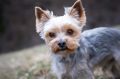 Do Yorkies Shed Are There Really Non Shedding Dogs Equigroomer