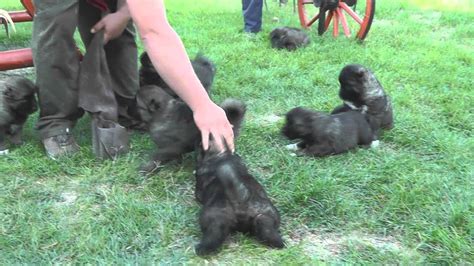 After all, your pup will be weaned at around 6 weeks old. 5 weeks old caucasian shepherd puppies (Borisz x Donaya ...