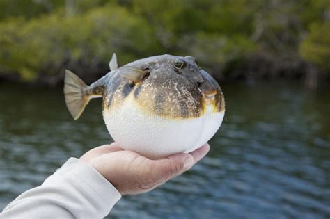 Inflated Smooth Puffer Fish In Florida Mangroves Stock