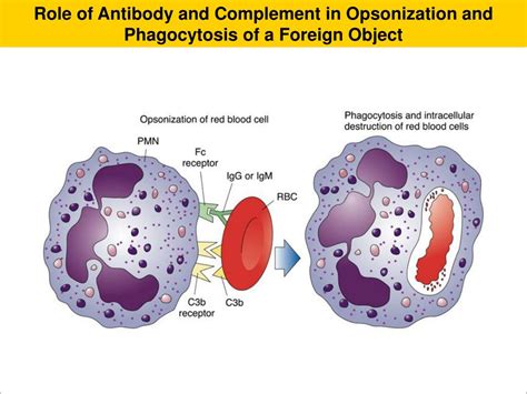 Ppt Immunopathology Powerpoint Presentation Free Download Id533572
