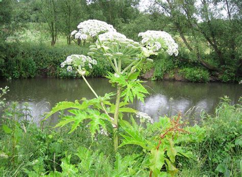 Warning After Spread Of Toxic Giant Hogweed In Kent