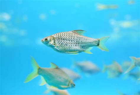 60 Java Barb Barbonymus Gonionotus Stock Photos Pictures And Royalty