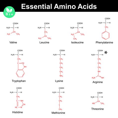 Amino Acids Info