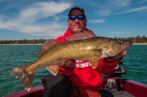 How To Catch Your New Personal Best Walleye March Magazine In Depth