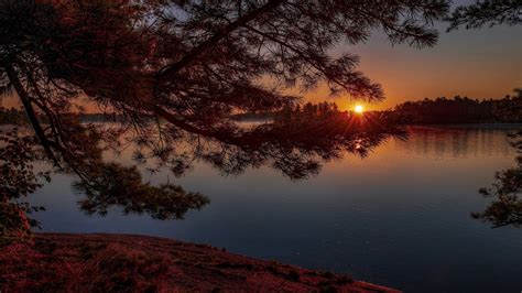 View Of Lake And Pine Tree During Sunset 4k Hd Nature Wallpapers Hd