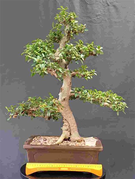 Ficus Burtt Davyi Veld Fig Stone Lantern Bonsai Nursery