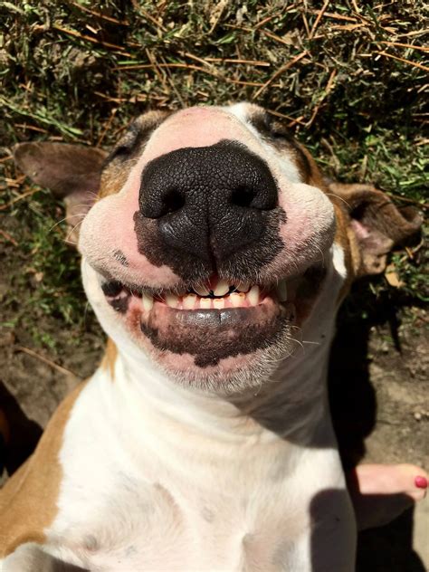 Cheesy Bullie Grin Silly Dogs Smiling Dogs Cute Dogs Pitbull Bull