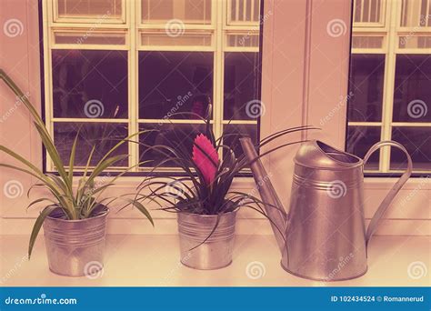 Flowers In Flower Pots And Watering Can On Window Ledge Tillandsia