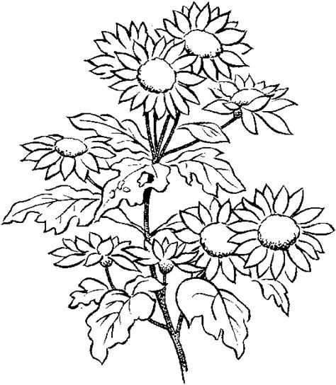 Free mexican flowers coloring pages, free printable flower. Flower coloring pages: Growing flowers