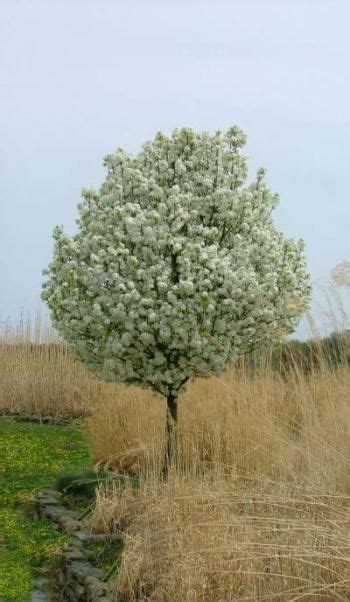 Our dwarf range of apples is grafted onto mm102 rootstocks producing trees to around 45% of quality eating apple, fruits well in colder climates. Pyrus calleryana 'Jaczam'. Dwarf flowering tree ...