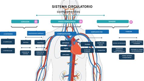 Sistema Circulatorio Mapa Conceptual Pics Nietma Sexiz Pix The Best