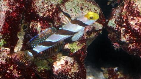 Buy Hi Fin Red Banded Goby Online Saltwater Aquarium