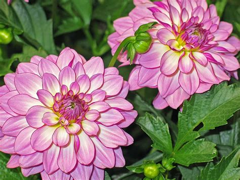 Hd Wallpaper Dahlia Dahlias Garden Pink Blossom Bloom Flower