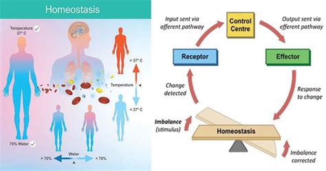 Human internal body is the example of the body maintaing homeostasis using a positive feedback loop. Long Definition Of Homeostasis - definitoin