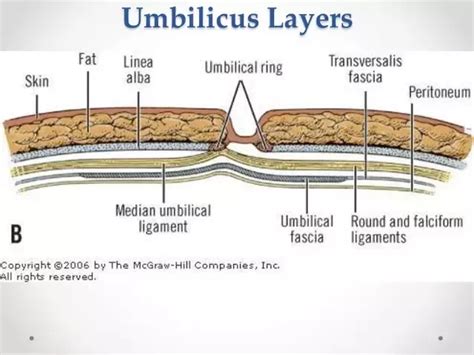[diagram] Adult Umbilicus Diagram Mydiagram Online