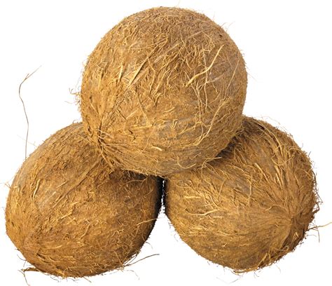 Collection Of Coconut Hd Png Pluspng