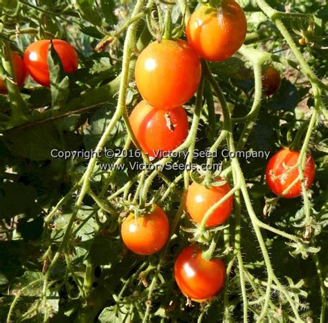Riesentraube Tomato Heirloom Open Pollinated Non Hybrid Victory