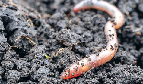 How To Get Rid Of Garden Worms Naturally Fasci Garden