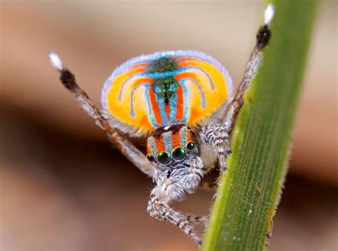 Maratus Volans Spider Jumping Spider Insects
