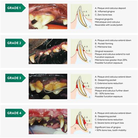 Cat teeth follow the general pattern that is found in most carnivores.a cat's teeth tear flesh like serrated blades. Dental Grading Chart - Greencross Vets