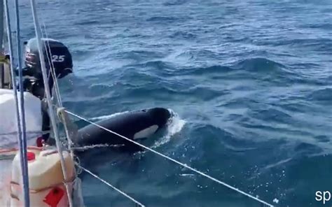 orcas attacking yachts off spanish coast could be doing so in revenge