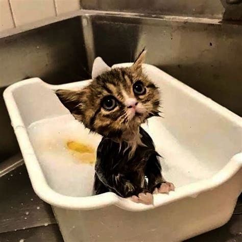 Cat Forlorn And Sopping Wet This Kitten Cant Understand Why The Human