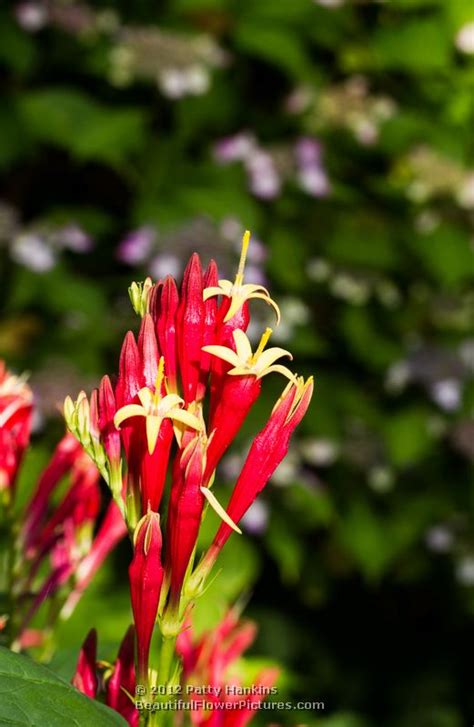 Indian Pink Spigelia Marilandica Beautiful Flower Pictures Blog