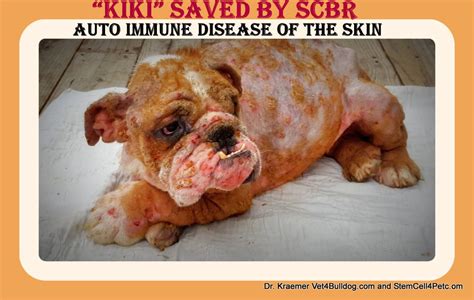 49 Bulldog Skin Infection Treatment Photo Bleumoonproductions