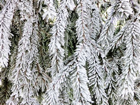 Fotos Gratis árbol Naturaleza Bosque Rama Nieve Frío Invierno