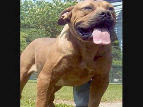 Feb 08, 2020 · we've had a cura she was a shephard/lab mix. Copperhead Boerboels - YouTube