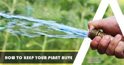 Often it is not an extended drought but regular summer heat that can stress a lawn out to the point of decline. How to keep your garden alive during the heat wave in Malaysia…