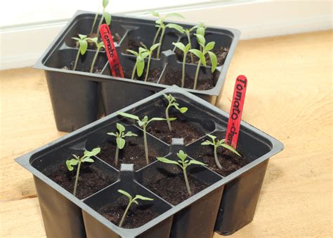 Damit die ernte reichlich ausfällt, können die tomaten bereits im frühjahr ausgesät werden. Tomaten vorziehen: Ab auf die Fensterbank | Gemüsegarten ...