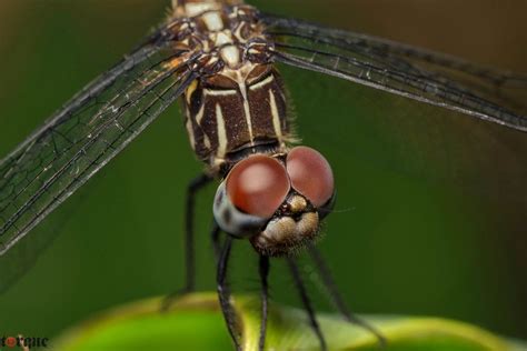 Dragonfly Ii Dragonfly Insects Bee