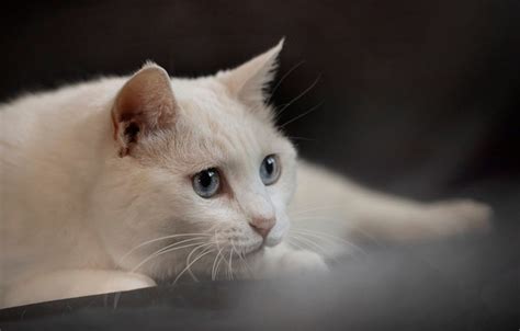 Обои кошка кот взгляд поза портрет лежит белая голубые глаза