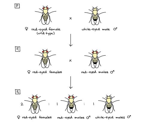 Drosophila Biology Inheritance Ap Biology