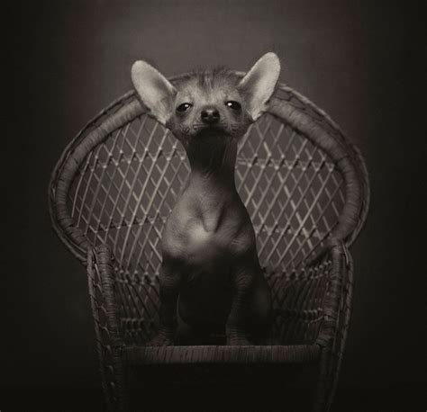 Expressive Animal Portraits Reveal Their Strong ‘human Emotions