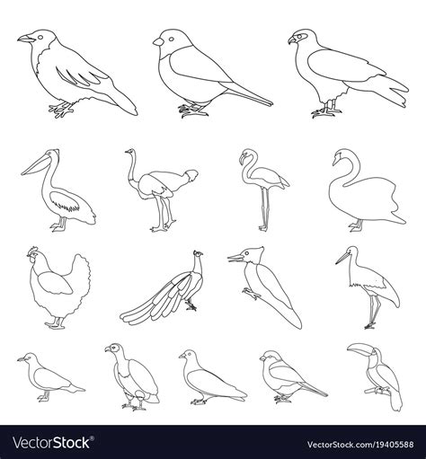 Types Birds Outline Icons In Set Collection Vector Image