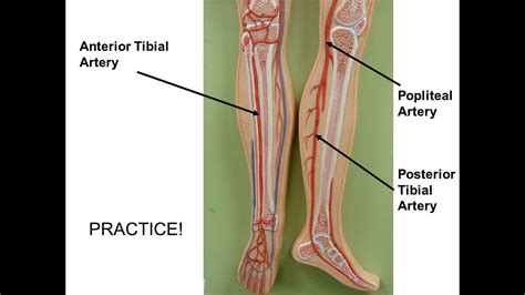 Anterior Tibial Artery Course And Its Branches Anatomy Tutorial Youtube